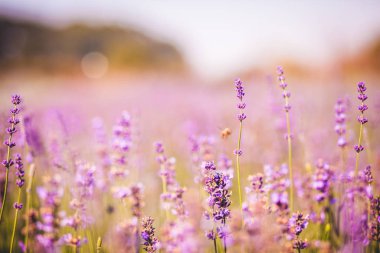 Lavanta angustifolia alanı