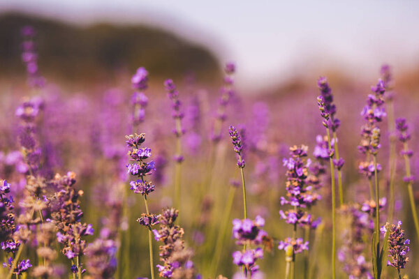 Лаванда ангустилистная
