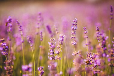 Lavanta angustifolia alanı