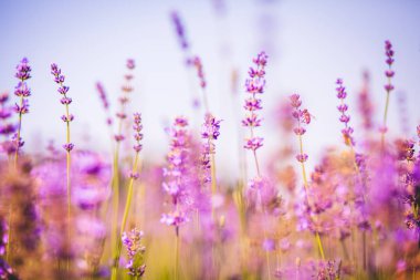 Lavanta angustifolia alanı