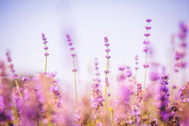 Lavanta angustifolia alanı