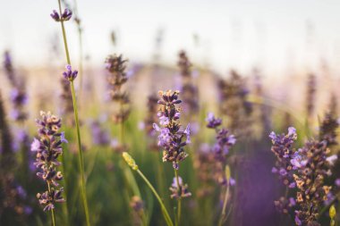 Lavanta angustifolia alanı