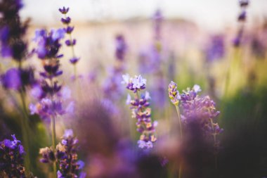 Lavanta angustifolia alanı