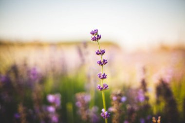 Lavanta angustifolia alanı