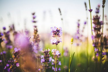 Lavanta angustifolia alanı