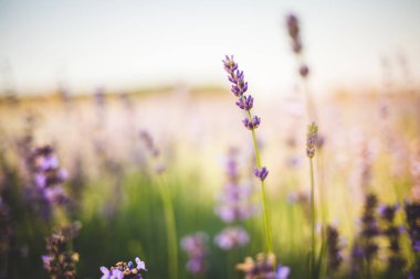 Lavanta angustifolia alanı