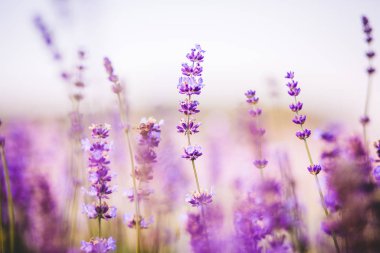 Lavanta angustifolia alanı