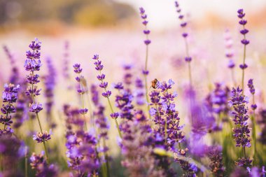 Lavanta angustifolia alanı