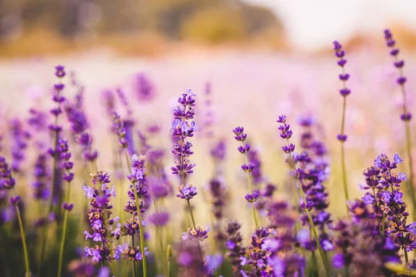 Lavender angustifolia field — Stock Photo, Image