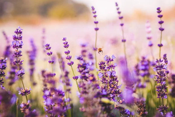 lavender angustifolia field