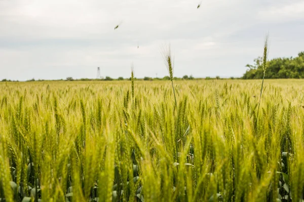 Zelené Pšeničné Pole Horizont — Stock fotografie