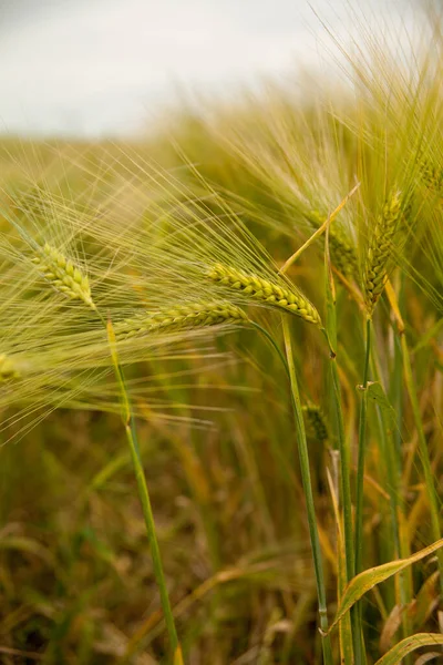 Uzavření Pole Zelené Pšenice — Stock fotografie