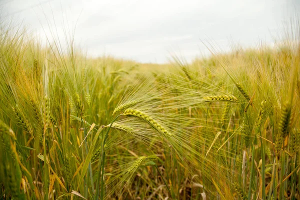 Зеленое Пшеничное Поле Вблизи — стоковое фото