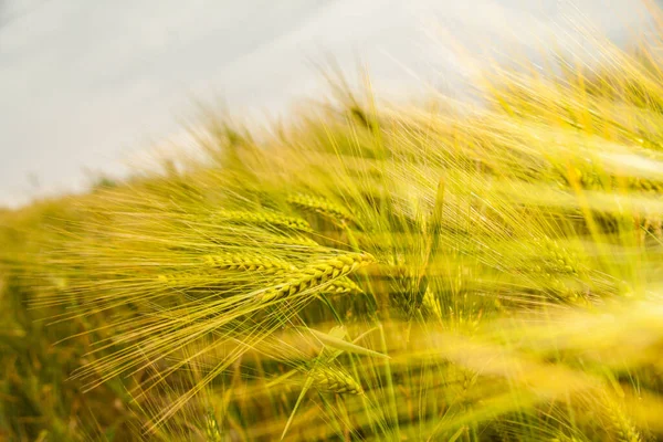 Uzavření Pole Zelené Pšenice — Stock fotografie