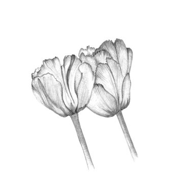 Lale çizimi beyaz arkaplanda izole edildi