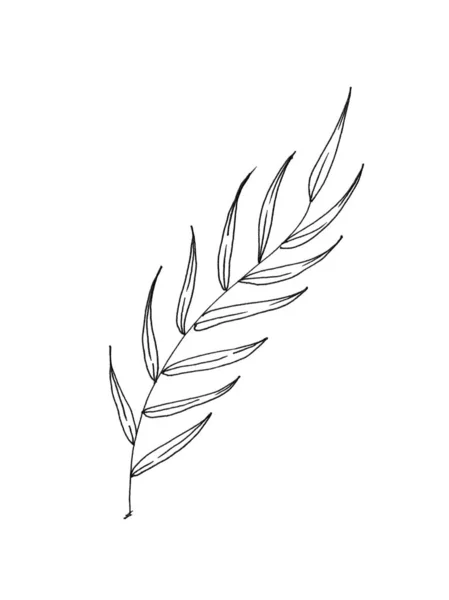 Beyaz arkaplanda izole edilmiş çizim yaprağı — Stok fotoğraf