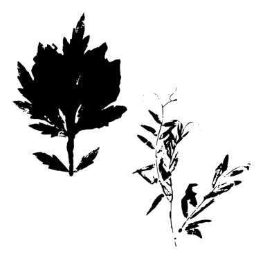 Yaprak silueti ögeleri beyaz arkaplanda izole edildi. 