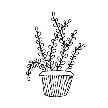 Beyaz arka planda el çizimi ev bitkisi.