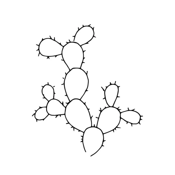 Cactus dessiné à la main sur fond blanc — Photo