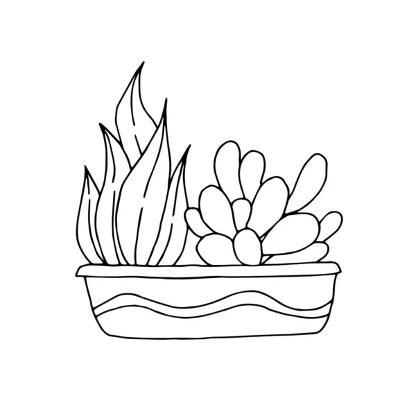 Plantas de casa desenhadas à mão em vasos em um fundo branco — Fotografia de Stock