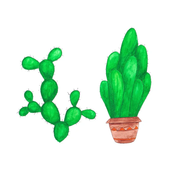 Green watercolor cacti in a pot isolated on white background — 스톡 사진