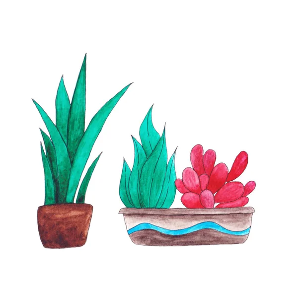 Watercolor home plants in a pots isolated on white background — 스톡 사진