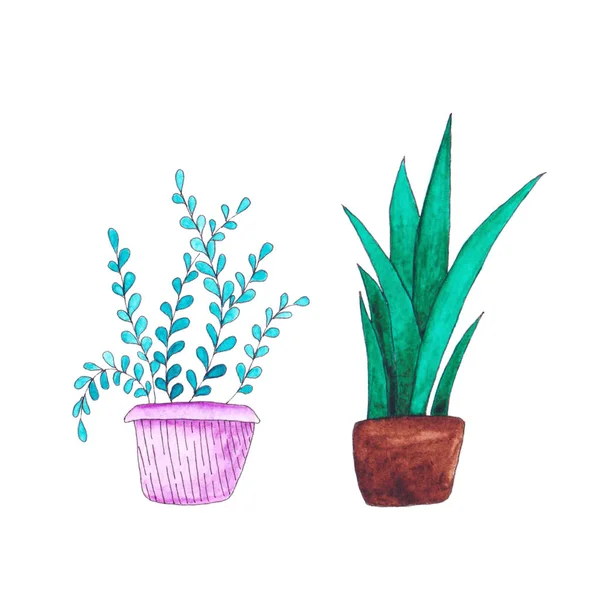 Aquarell-Zimmerpflanzen in einem auf weißem Hintergrund isolierten Topf — Stockfoto