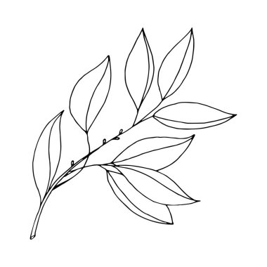 Beyaz arkaplanda izole edilmiş çizim yaprağı.