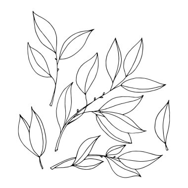 Beyaz arkaplanda izole edilmiş çizilmiş yaprak kümesi. 