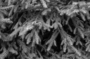 Noel ağacının iğneleri. Siyah beyaz arkaplan.