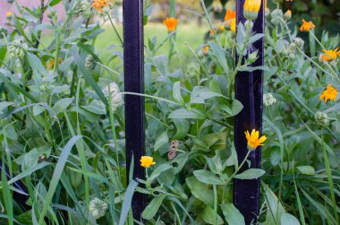 Çiçek açan portakal çiçeği çalısı. Doğal arkaplan