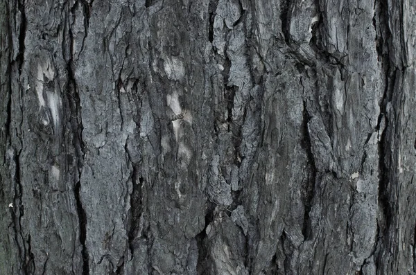 Fondo Textura Corteza Árbol Gris Viejo Seco — Foto de Stock