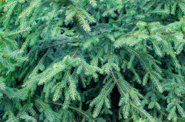 Agujas Verdes Brillantes Del Árbol Navidad Tonos Verde Fondo Verde — Foto de Stock