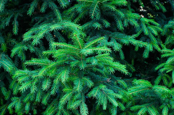 Agujas Verdes Brillantes Del Árbol Navidad Tonos Verde Fondo Verde — Foto de Stock