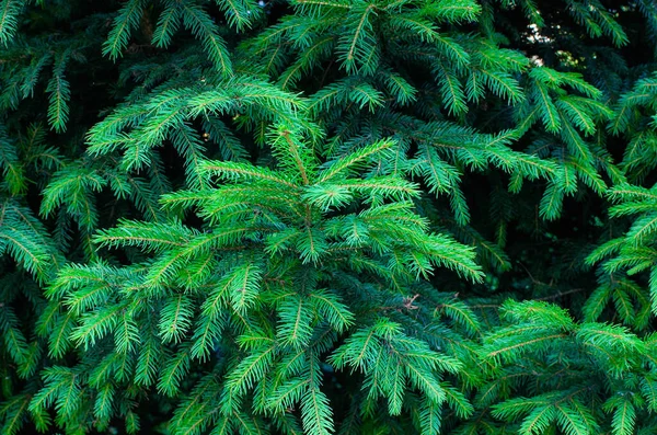 Agulhas Verdes Brilhantes Árvore Natal Tons Verde Fundo Verde Brilhante — Fotografia de Stock