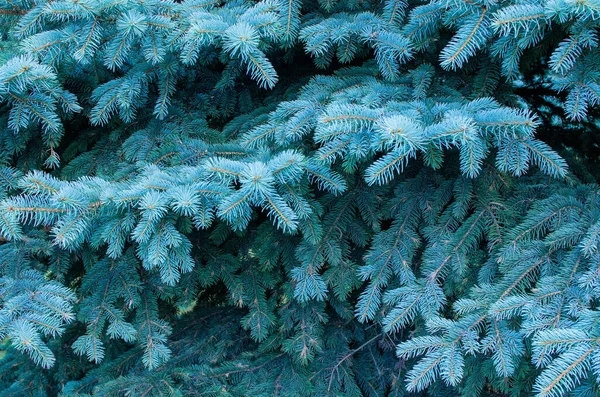 Agujas Azules Brillantes Del Árbol Navidad Tonos Azul Fondo Azul — Foto de Stock