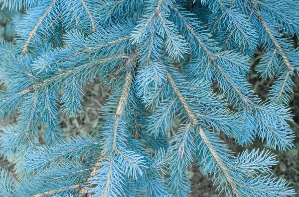 Agujas Azules Brillantes Del Árbol Navidad Tonos Azul Fondo Azul — Foto de Stock