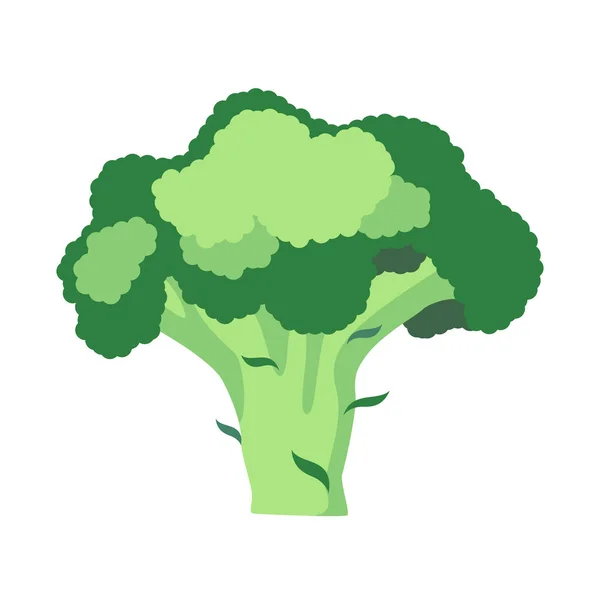 Ripe Broccoli Isolated White Background — Stock Photo, Image