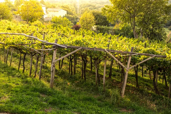 Tramonto sul vigneto — Foto Stock