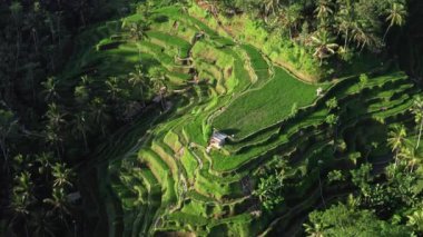Havadan tarımsal manzara. Yazın pirinç terasları. Unesco Dünya Mirası - Jatiluwih yükselme terası, Bali, Endonezya. Seyahat - Video