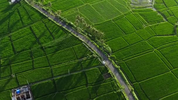 Widok z lotu ptaka. Motocyklista jeżdżący motocyklem po polu ryżowym po wiejskiej stronie. Kierowca motocykla jadący na polach ryżowych. Krajobraz wiejski. Podróże i sport. koncepcja wolności — Wideo stockowe