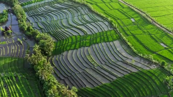 Vacker antenn skott av plantering ris på stora fältet fylld med vatten. Moln reflekterar i vattnet. Resekoncept. Flyger mot en episk solnedgång med reflektioner. Bali, Indonesien — Stockvideo