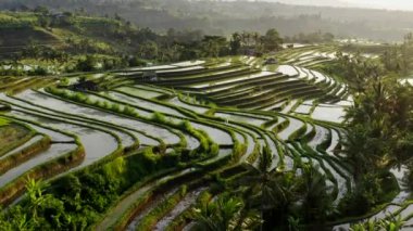Sabahları Pirinç Terası 'nın havadan görünüşü. Bitkilerle dolu ekim sezonunda tropikal pirinç tarlalarının güzel manzarası. Jatiluwih Pirinç Tarlasının Üzerinden Uçuş