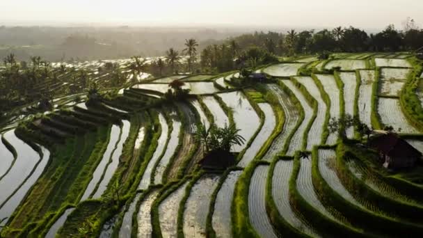 Аерофотозйомка наповненої водою рисової тераси вранці. Красивий пейзаж тропічних рисових полів під час посадки в сезон з наповненими водою рослинами. Політ над рисовим полем — стокове відео