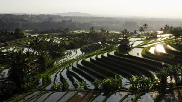 Vista aerea della terrazza di riso pieno d'acqua al mattino. Bellissimo paesaggio di campi di riso tropicale durante la stagione di semina con piante riempite d'acqua. Volo sopra del campo di riso di Jatiluwih — Video Stock