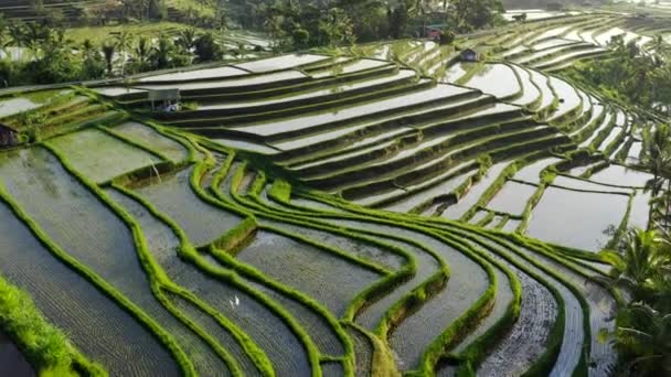 朝は水で満たされた棚田の空中ビュー。水はけの良い植物と植え付けシーズン中の熱帯米畑の美しい風景。Jatiluwith田んぼの上を飛ぶ — ストック動画