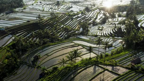 Letecký pohled na vodu plněné rýže Terasa v dopoledních hodinách. Krásná krajina tropických rýžových polí během období výsadby s vodou plněné rostliny. Flight Over Of Jatiluwih Rice Field — Stock video