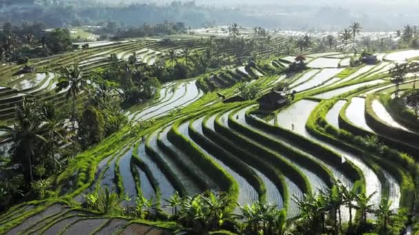 Vista aérea do terraço de arroz cheio de água na manhã. Paisagem bonita de campos de arroz tropical durante a estação de plantio com plantas cheias de água. Voo sobre o campo de arroz de Jatiluwih — Vídeo de Stock
