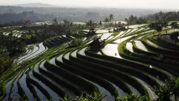 Luftaufnahme der wassergefüllten Reisterrasse am Morgen. Schöne Landschaft mit tropischen Reisfeldern während der Pflanzsaison mit wassergefüllten Pflanzen. Überflug von Jatiluwih Rice Field — Stockvideo