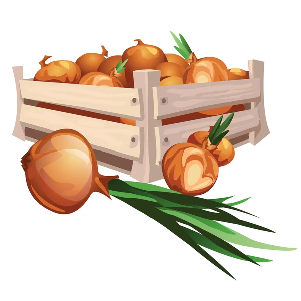 Colheita de cebola em caixa de madeira —  Vetores de Stock